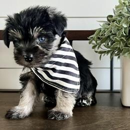 Boy 1 - Black and silver Miniature Schnauzer puppy in Huntington, Utah from Schnauzers on Robinson Lane