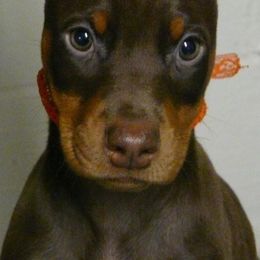 Doberman Pinschers from Tequilas