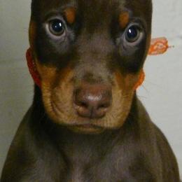 Doberman Pinschers from Tequilas