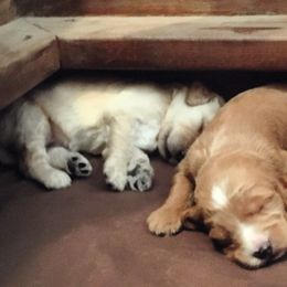 Goldendoodle Puppies from Brashears Livestock and Dogs