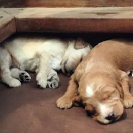 Goldendoodle Puppies from Brashears Livestock and Dogs