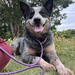 Floki - Australian Cattle Dog
