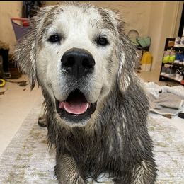 Golden Retriever Puppies from Cream De La Cream Goldens