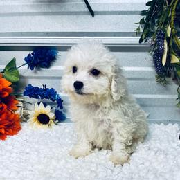 Frankie - White male Poodle puppy in Elgin, South Carolina from Silver Bells Paw Prints