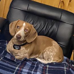 Candy - Dachshund