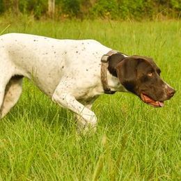 Brandy - German Shorthaired Pointer
