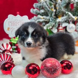 Outlaw - Black and tan male Pembroke Welsh Corgi puppy in Charleston, Arkansas from Hilltop Corgis