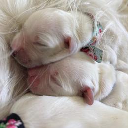Female - Light golden female Golden Retriever puppy in Myakka City, Florida from MC Goldens
