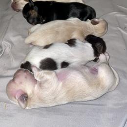 Shih Tzu Puppies from Amanda's Shih Tzu