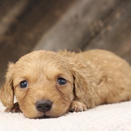Toffee - Red female Dachshund puppy in Alto, Texas from Prima Dachshunds