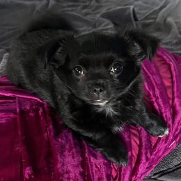 Arabella - Black female Chihuahua puppy in Omaha, Nebraska from Tiny Nation Chihuahuas
