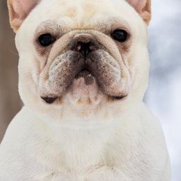 French Bulldogs from Far North Frenchies
