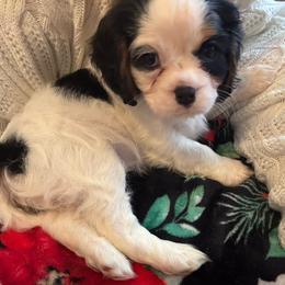 Cavalier King Charles Spaniel Puppies from Krawczyk's House of Cavaliers