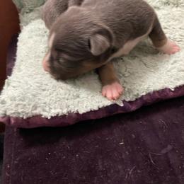Kahn - Blue white and tan male Rat Terrier puppy in Gig Harbor, Washington from DHart Farm & Kennel