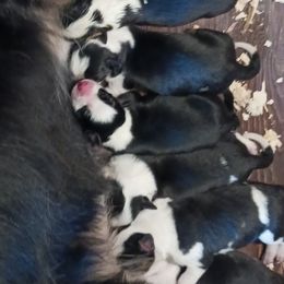 Border Collies from Wall's Border Collies