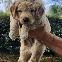 Goldendoodle Puppies from Evergrace Farm Doodles