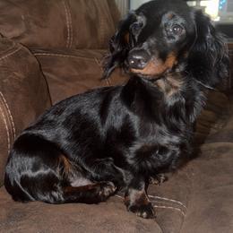 Itsy - Dachshund