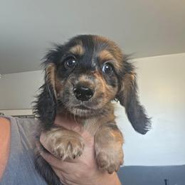 Kenny - Dapple male Dachshund puppy in El Paso, Texas from Mells Weenies