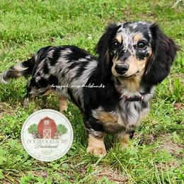 Indie - Dachshund