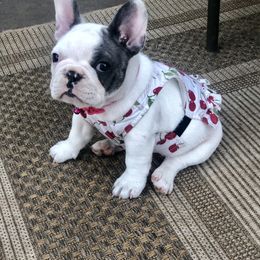 French Bulldog Puppies from North Idaho Frenchie Farm