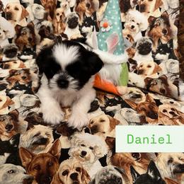 Daniel - Black and white male Shih Tzu puppy in Cordova, Tennessee from TrueLine kennels