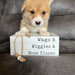 Zoe - Red female Pembroke Welsh Corgi puppy in Stuart, Iowa from Johnson Family Paws