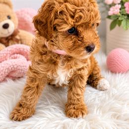 Tink - Apricot female Poodle puppy in Edgefield, South Carolina from Pet Guardian Smart Kennels, LLC