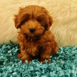 Goldendoodle Puppies from Abidoodles