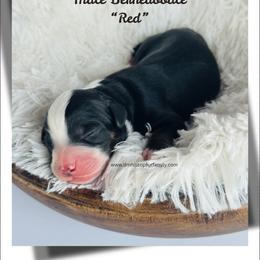 Mr.Red - Tri-color male Bernedoodle puppy in Lowville, New York from DM Hilltop FURfamily