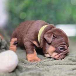 Lady - Chocolate tri-color female Bulldog puppy in Burleson, Texas from Diamond Deluxx Frenchies