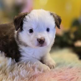 Casper - Red tri male Miniature Australian Shepherd puppy in Ola, Arkansas from Peaceful Acres