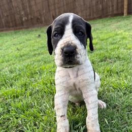 Pluto - Black and white male Great Dane puppy in Granbury, Texas from Anderson Blau’s Great Danes