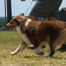 Tamale - Australian Shepherd