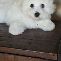 Happy - White male Bichon Frise puppy in Los Lunas, New Mexico from Sweetwaterbichonfriseandpoodles.com