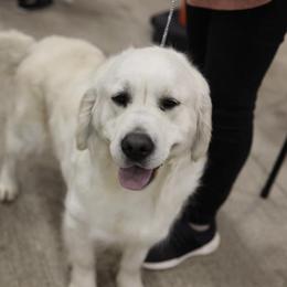 Lotus - Golden Retriever