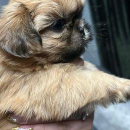 Jimmy - Brindle male Shih Tzu puppy in Azusa, California from RJ Shih Tzu lover