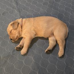 Red Collar - Golden female Golden Retriever puppy in El Dorado Hills, California from Asperheim Golden Retriever Puppies