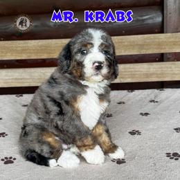 Mr. Krabs - Blue merle male Bernedoodle puppy in Banner Elk, North Carolina from Walnut Tree Bernedoodles