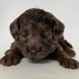 E-Blue Boy - Merle male Goldendoodle puppy in Lewisville, Texas from Texas Goldendoodle Lovers