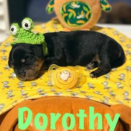 Dorothy - Black and cream female Dachshund puppy in Round Lake, Illinois from Premier League Paws
