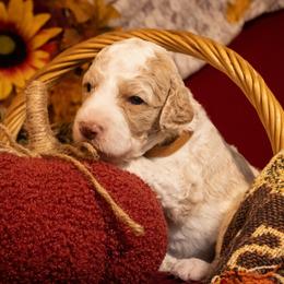 Poodle Puppies from Bella's Beauties Moyen Poodles