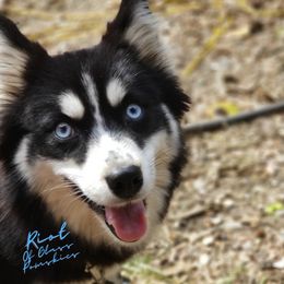 Riot - Pomsky