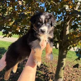 Pooh - Black tri-color male Australian Shepherd puppy in Caro, Michigan from White Tail Australian Shepherds