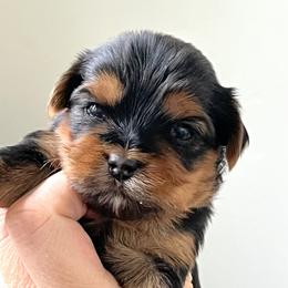 Champion Bloodline Pink girl - Blue and gold female Yorkshire Terrier puppy in Meridian, Idaho from Doodles of Idaho