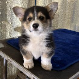 U-2.  UNO - Black and tan male Pembroke Welsh Corgi puppy in Sanford, Michigan from Tambali Pembroke Welsh Corgis