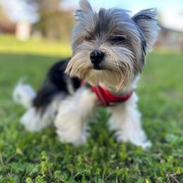 Buddy - Biewer Terrier