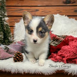 American Corgi and Pembroke Welsh Corgi Puppies from Beebe’s Corgis