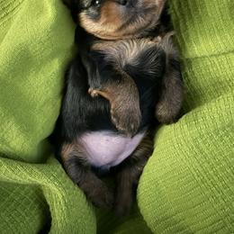 Yorkshire Terrier Puppies from Essence of Grace Yorkies
