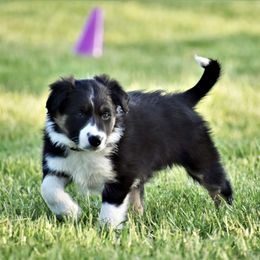 Border Collie Puppies from Gulan Farm Border Collies