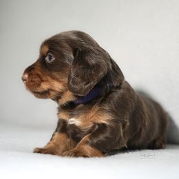 Dachshund Puppies from TG Dachshunds
